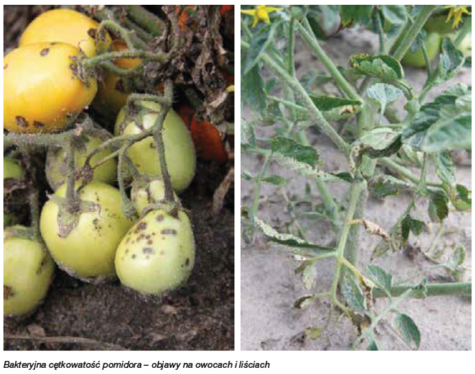 Vaxiplant - Bakteryjna cętkowatość pomidora – objawy na owocach i liściach