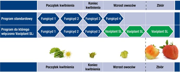 Vaxiplant - truskawka - strategia substytucji